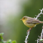 Tickell's Leaf Warbler (image by Dave Farrow)