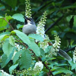 Variegated Laughingthrush (image by Dave Farrow)