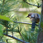 Variegated Laughingthrush (image by Dave Farrow)