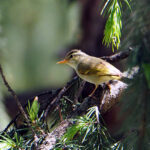 Western Crowned Warbler (image by Dave Farrow)