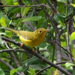 Whistler's Warbler (image by Dave Farrow)