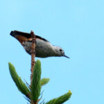 White-cheeked Nuthatch (image by Dave Farrow)