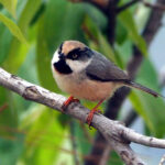 White-cheeked Tit (image by Dave Farrow)
