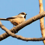 White-cheeked Tit (image by Dave Farrow)
