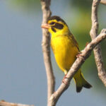 Yellow-breasted Greenfinch (image by Dave Farrow)