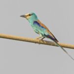 Abyssinian Roller (image by Pete Morris)