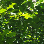 Admiralty Pied Monarch (image by Mark Van Beirs)