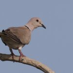 African Collared Dove (image by Hannu Jännes)