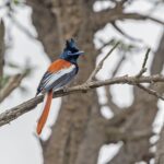 African Paradise Flycatcher (image by Pete Morris)