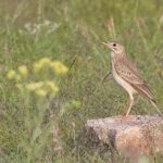 African Pipit (image by Hannu Jännes)
