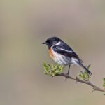 African Stonechat (image by Pete Morris)