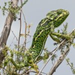 Arabian Chameleon (image by Pete Morris)