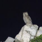 Arabian Eagle-Owl (image by Pete Morris)