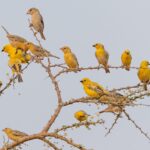 Arabian Golden Sparrow (image by Pete Morris)