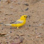 Arabian Golden Sparrow (image by Pete Morris)