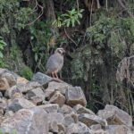 Arabian Partridge (image by Pete Morris)