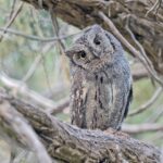 Arabian Scops Owl (image by Pete Morris)