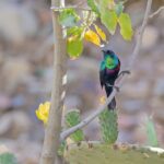 Arabian Sunbird (image by Pete Morris)