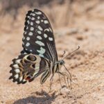 Arabian Swallowtail (image by Pete Morris)