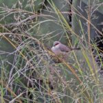 Arabian Waxbill (image by Pete Morris)