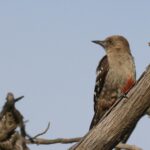 Arabian Woodpecker (image by Hannu Jännes)