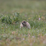 Asia Minor Ground Squirrel (image by Diedert Koppenol)