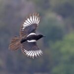 Asir Magpie (image by Pete Morris)