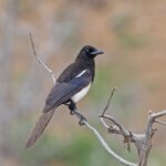 Asir Magpie (image by Pete Morris)