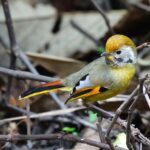 Bar-throated Minla (image by Hannu Jännes)