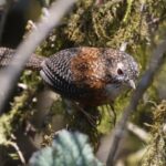 Bar-winged Wren-Babbler (image by Hannu Jännes)