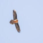 Bearded Vulture (image by Diedert Koppenol)