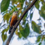 Beautiful Nuthatch (image by Antonio Cortizo Amaro)