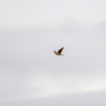 Bimaculated Lark (image by Diedert Koppenol)