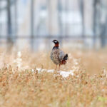 Black Francolin (image by Diedert Koppenol)