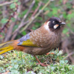 Black-faced Laughingthrush (image by Hannu Jännes)