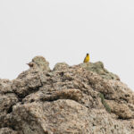 Black-headed Bunting with Western Rock Nuthatch (image by Diedert Koppenol)