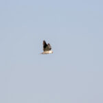 Black-shouldered Kite (image by Diedert Koppenol)