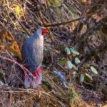Blood Pheasant (image by Antonio Cortizo Amaro)