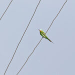 Blue-cheeked Bee-eater (image by Diedert Koppenol)