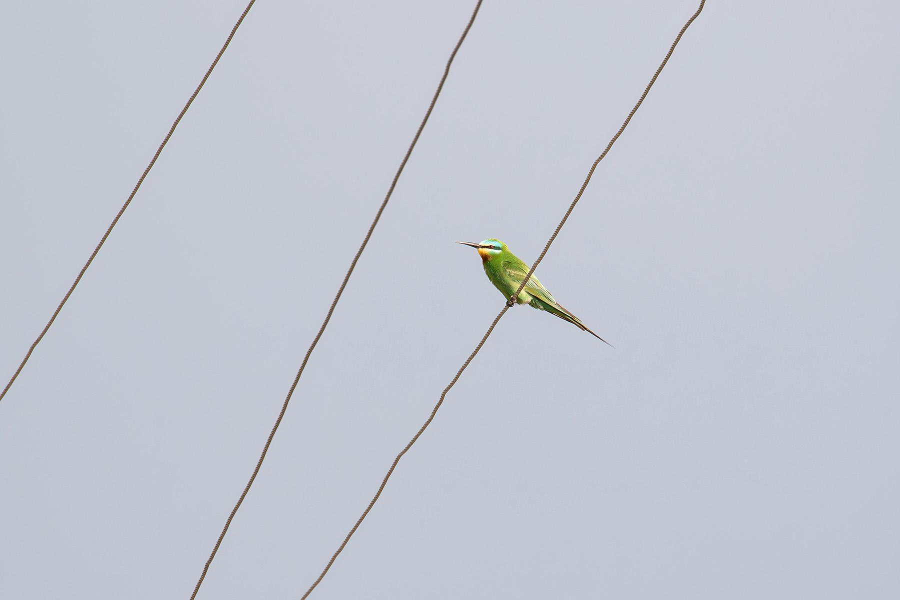 Blue-cheeked Bee-eater (image by Diedert Koppenol)