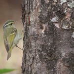 Blyth's Leaf Warbler (image by Hannu Jännes)