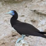 Brown Booby (image by Hannu Jännes)