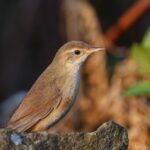 Brown Bush Warbler (image by Antonio Cortizo Amaro)