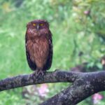 Brown Fish Owl (image by Antonio Cortizo Amaro)