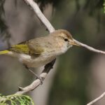 Brown Woodland Warbler (image by Hannu Jännes)
