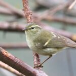 Buff-barred Warbler (image by Hannu Jännes)