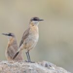Buff-breasted Wheatear (image by Pete Morris)