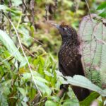 Cachar Wedge-billed Babbler (image by Hannu Jännes)