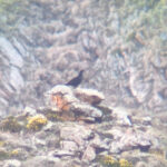 Caucasian Grouse (image by Diedert Koppenol)