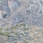 Caucasian Grouse (image by Diedert Koppenol)